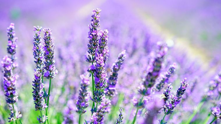 Lavandas, acebos, nandinas y eléboros se encuentran entre las especies que mejor aprovechan las bajas temperaturas. Lavandas, acebos, nandinas y eléboros se encuentran entre las especies que mejor aprovechan las bajas temperaturas.