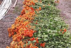 Las pérdidas del sector son irrecuperables. Por eso piden que se habilite la venta online y el delivery