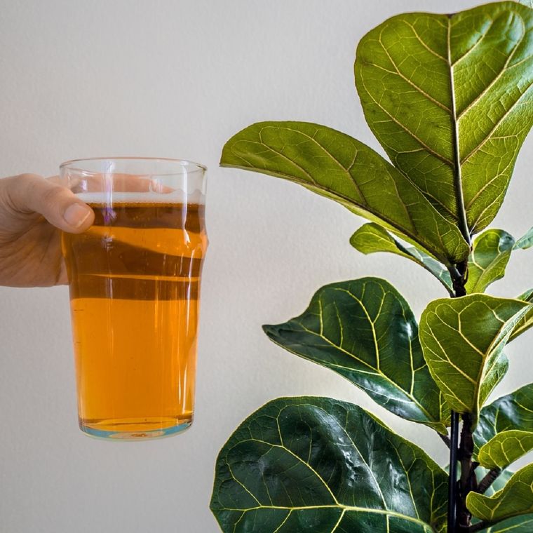 La cerveza es un ingrediente clave en estos abonos caseros Foto: Shutterstock