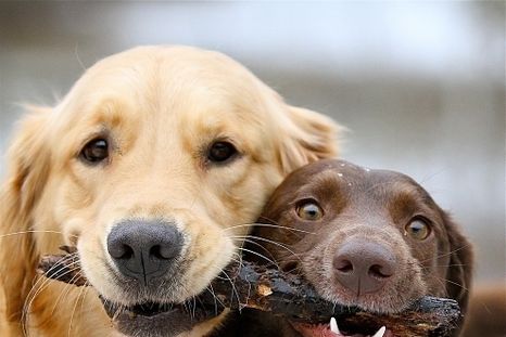 Foto: www.buzzfeed.com