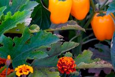 La plantación complementaria simplemente se refiere al cultivo de dos o más plantas diferentes juntas para lograr un efecto beneficioso. Foto: Leigh Clapp