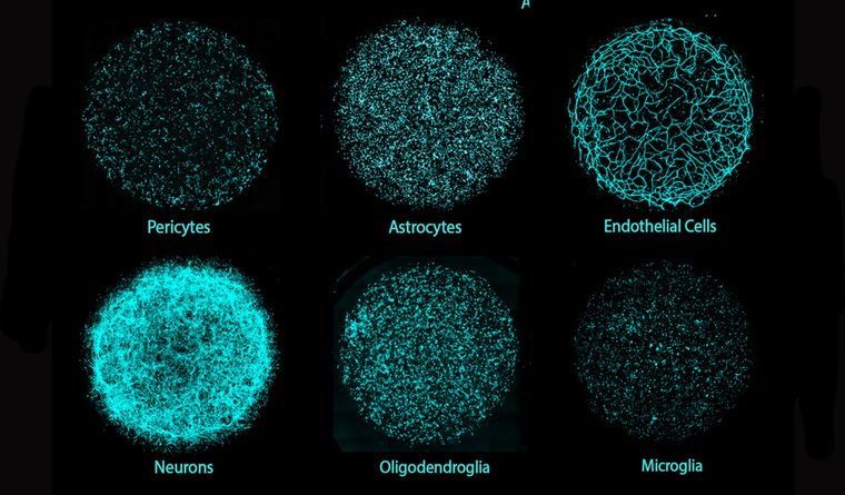 miBrain es un modelo que por primera vez integra los principales seis tipos de células del cerebro humano en una estructura cultivada en laboratorio: neuronas, astrocitos, oligodendroglia, microglía, células endoteliales y pericitos. Créditos: Instituto Tecnológico de Massachusetts miBrain es un modelo que por primera vez integra los principales seis tipos de células del cerebro humano en una estructura cultivada en laboratorio: neuronas, astrocitos, oligodendroglia, microglía, células endoteliales y pericitos. Créditos: Instituto Tecnológico de Massachusetts