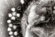 Imagen ilustrativa del virus Foto: Professor Graham Beards