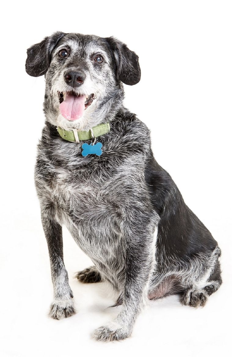 Adoptar a una mascota adulta puede resultar una experiencia altamente gratificante. Foto: Shutterstock