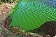Las cianobacterias proliferan en el agua. Foto: LaDiaria. Las cianobacterias proliferan en el agua. Foto: LaDiaria.