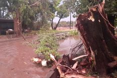 Un árbol quedó totalmente quebrado en medio de la tormenta en Chacras Foto: Gerardo Gómez (Twitter) Un árbol quedó totalmente quebrado en medio de la tormenta en Chacras Foto: Gerardo Gómez (Twitter)