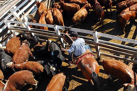 La industria de la genética ganadera toma un rol preponderante en el agro local. La industria de la genética ganadera toma un rol preponderante en el agro local.