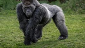 lo malo: gorilas y kukas. lo bueno: poder superar esos calificativos lo malo: gorilas y kukas. lo bueno: poder superar esos calificativos