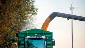 El Ministerio de Agricultura estima 67 millones de toneladas de maíz, superando previsiones. El Ministerio de Agricultura estima 67 millones de toneladas de maíz, superando previsiones.