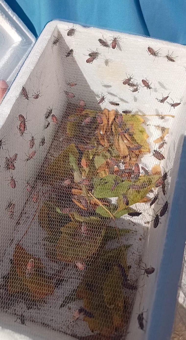 La Chinche del Arce volvió a quedar bajo seguimiento en Mendoza tras la difusión de un dossier técnico elaborado por el Iscamen. La Chinche del Arce volvió a quedar bajo seguimiento en Mendoza tras la difusión de un dossier técnico elaborado por el Iscamen.