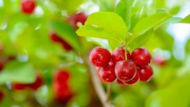 Este árbol puede mantenerse en macetas amplias mediante podas periódicas y cuidados adaptados al clima. Este árbol puede mantenerse en macetas amplias mediante podas periódicas y cuidados adaptados al clima.