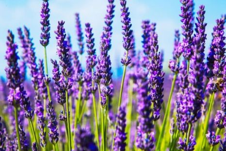 Lavanda, símbolo de armonía. Foto: Shutterstock Lavanda, símbolo de armonía. Foto: Shutterstock