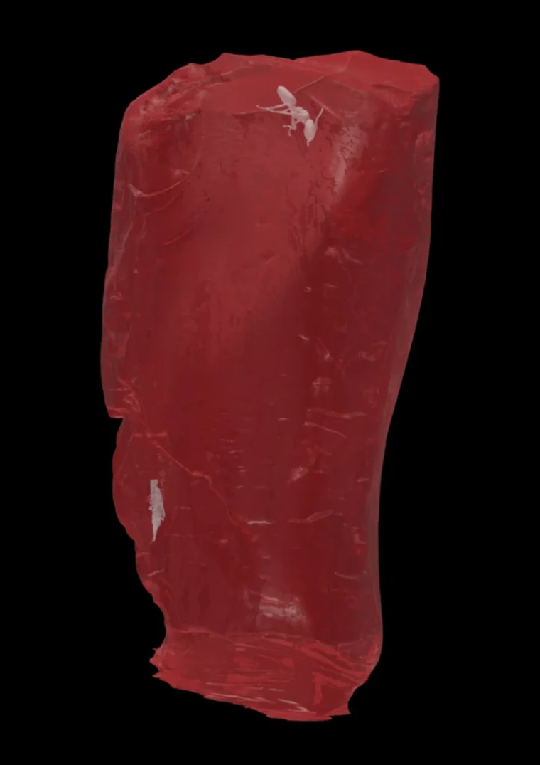 Este descubrimiento sorprendió por la especie y también por haber pasado por las manos del mismísimo Johann Wolfgang von Goethe. Este descubrimiento sorprendió por la especie y también por haber pasado por las manos del mismísimo Johann Wolfgang von Goethe.