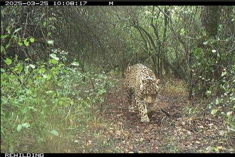 Un grupo de turistas se topó con un yaguareté en la Reserva Provincial Iberá, en Corrientes. Un grupo de turistas se topó con un yaguareté en la Reserva Provincial Iberá, en Corrientes.