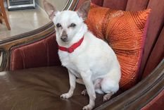 Foto: INSTAGRAM @tobykeith_thechihuahua