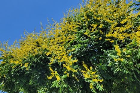 El árbol lluvia de oro que da sombra y atrae polinizadores. El árbol lluvia de oro que da sombra y atrae polinizadores.