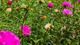 La portulaca, la planta que florece sin pausa durante todo el verano. Foto: Shutterstock La portulaca, la planta que florece sin pausa durante todo el verano. Foto: Shutterstock