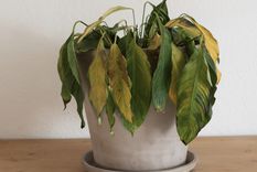 No te dejes desanimar si tus plantas lucen de esta manera Foto: Shutterstock