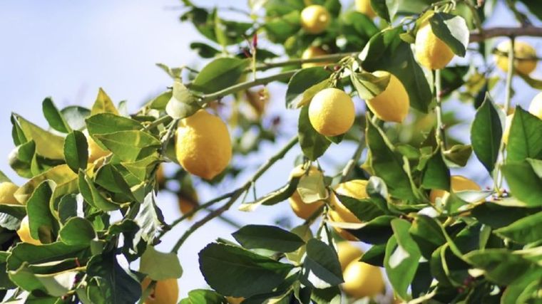La primavera activa el ciclo fértil del limonero: es el momento de intervenir para lograr una cosecha abundante. Foto: Shutterstock La primavera activa el ciclo fértil del limonero: es el momento de intervenir para lograr una cosecha abundante. Foto: Shutterstock