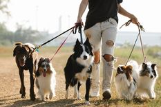 Los perros no son agresivos por naturaleza, muchas veces pueden tener comportamientos alarmantes, pero siempre por alguna razón en particular y nosotros te lo explicamos en esta nota Foto: Pexels