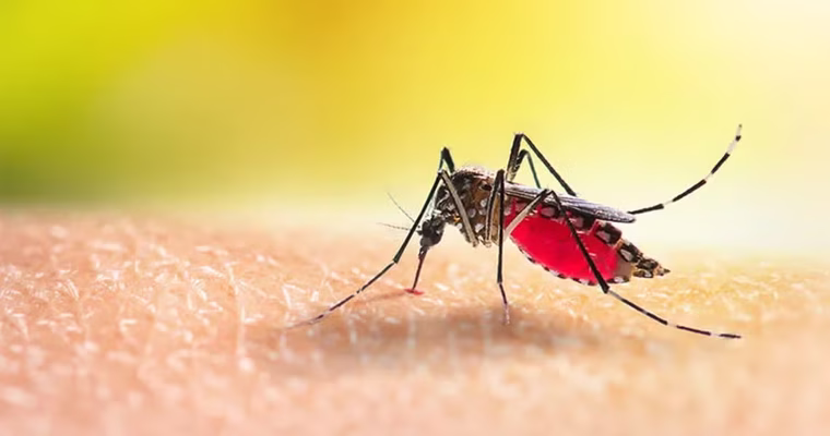 El dengue comienza cuando dejamos de prevenir.