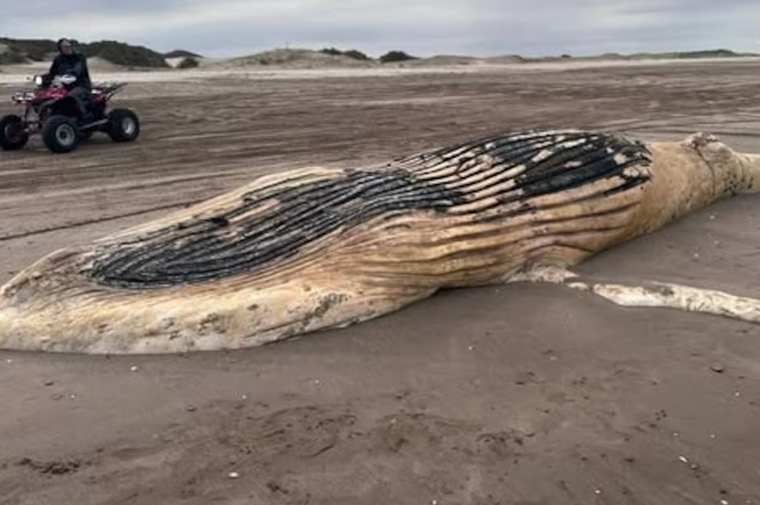 Ballena jorobada Mar del Plata muerta cadaver