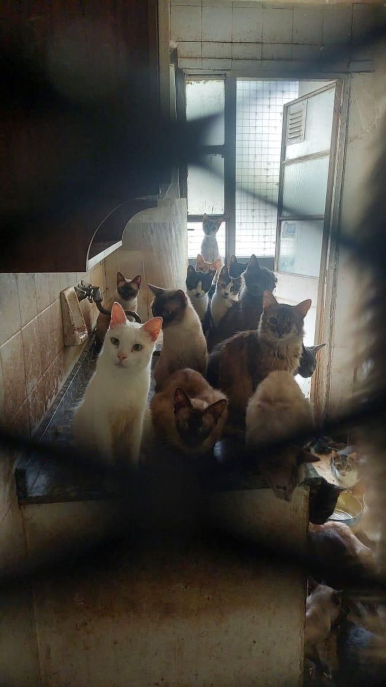 Los agentes encontraron 51 gatos, una paloma y dos perros que estaban encerrados entre la mugre Foto: X