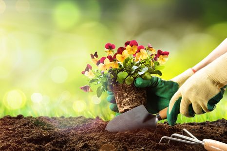 JARDÍN CULTIVA LAS PLANTAS CON LOS MEJORES TRUCOS. Foto: shutterstock
