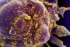 mutacion: hallan un coronavirus 6 veces mas peligroso al infectar