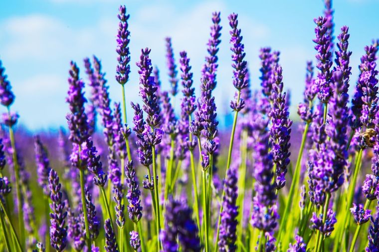Más allá de la coincidencia con tu mes, sumar una planta que dialogue con tu esencia puede ayudarte a crear un entorno más afín a tu manera de ver el mundo. Foto: Shutterstock