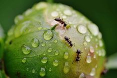 Un sueño recurrente en algunas personas. Foto: Fuente: Shutterstock