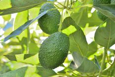 Aguacate Una planta que traerá muchos beneficios. Foto: Fuente: Shutterstock