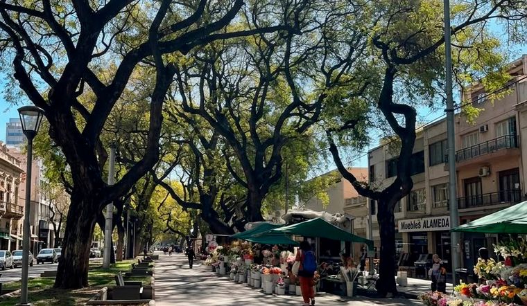 Donde ahora abundan tipas y acacias, en su momento eran hileras de grandes álamos.