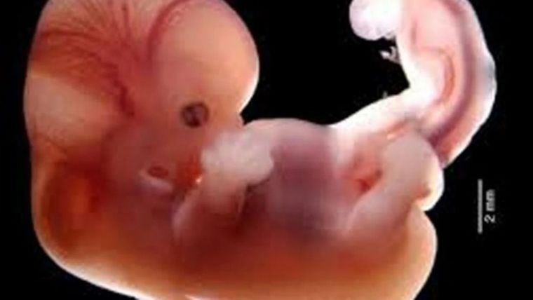 Se puede vitrificar un número considerable de óvulos que, a simple vista, parecen excelentes, pero la verdadera cuestión es si serán viables cuando se decida utilizarlos. Foto: Archivo MDZ