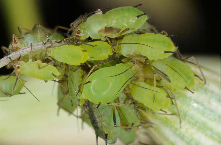 Los mejores trucos de jardinería. Los mejores trucos de jardinería. 