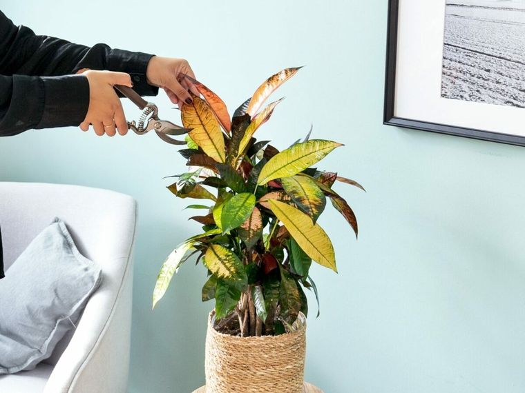 Estas plantas transforman los espacios en un instante. Foto: Archivo