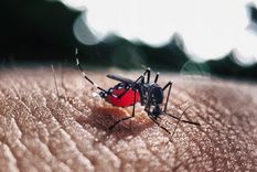 desarrollan un sistema de vapor de agua para acabar con el mosquito del dengue