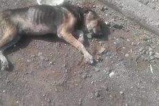 Así encuentran a los perros en el barrio La Favorita Foto: Foto: Gentileza vecinos Así encuentran a los perros en el barrio La Favorita Foto: Foto: Gentileza vecinos