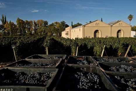 Bodega Casarena Foto: Gentileza