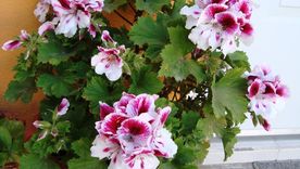 Las plantas ideales para decorar el jardín en invierno. Las plantas ideales para decorar el jardín en invierno.
