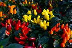 Foto: Créditos de la imagen: Katarina Molnarova