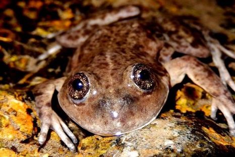 La Ranita del Valcheta (Pleurodema somuncurense) es un anfibio endémico del Arroyo Valcheta, en el norte de la Patagonia. Foto: Conicet La Ranita del Valcheta (Pleurodema somuncurense) es un anfibio endémico del Arroyo Valcheta, en el norte de la Patagonia. Foto: Conicet