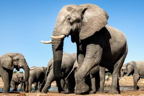 Proverbio africano: qué significa Cuando los elefantes pelean, la hierba sufre. Foto: Archivo MDZ