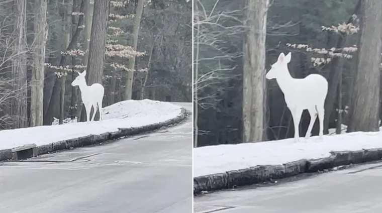 Como sacado de un cuento, este ciervo blanco conquistó las redes sociales. Foto: Archivo