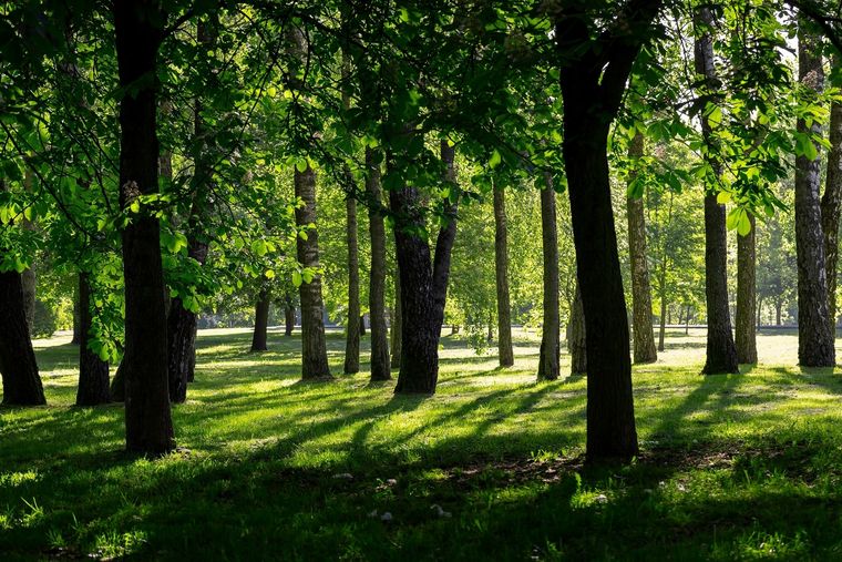 Un hallazgo casual durante una excursión abrió la puerta a una historia vinculada con la guerra y el exilio. Foto: Shutterstock
