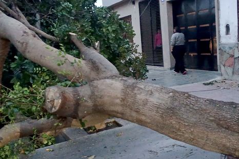 En Las Heras cayeron algunos árboles de gran tamaño debido al viento y en pleno centro se sintieron fuertes ráfagas.