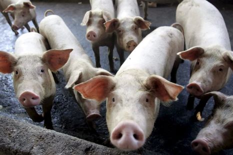 A cada chancho le llega su San Martín es una de las frases populares más utilizadas. A cada chancho le llega su San Martín es una de las frases populares más utilizadas.
