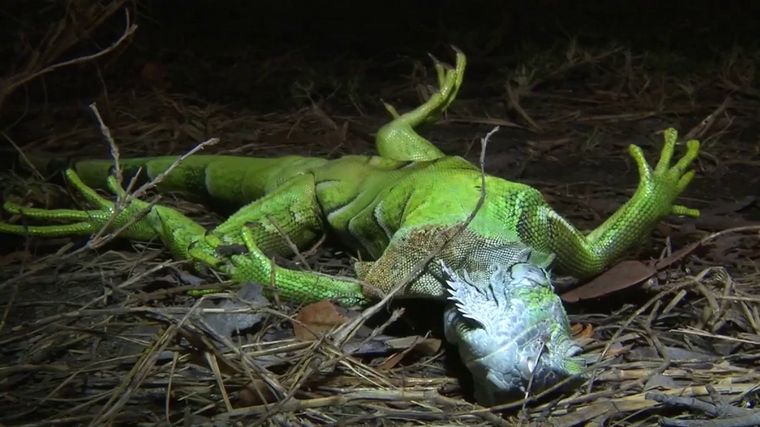 Gran cantidad de estos reptiles no resistirán el frío. Foto: Wplg.