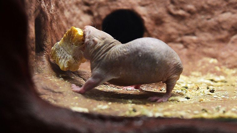 Las ratas calvas o topo viven en una red de túneles y cámaras subterráneas.