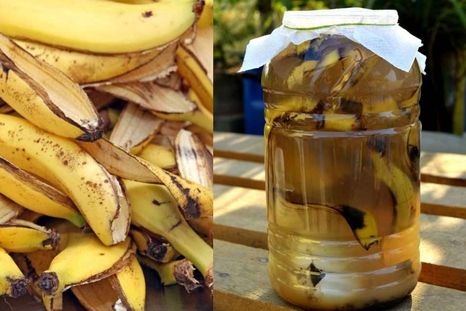 La cáscara de banana en agua es un poderoso fertilizante orgánico Foto: Shutterstock La cáscara de banana en agua es un poderoso fertilizante orgánico Foto: Shutterstock